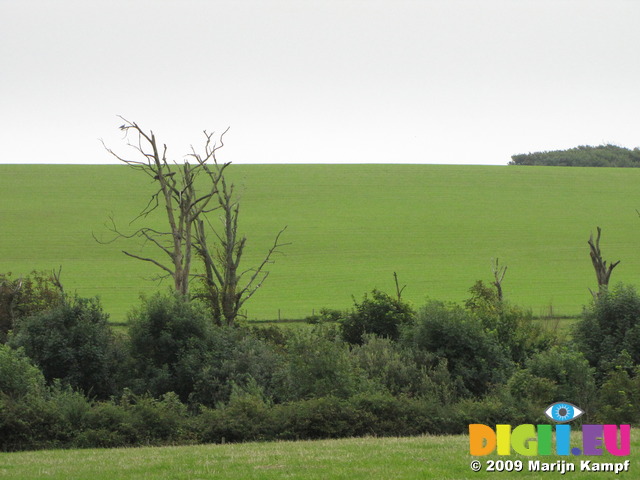 SX08086 Barren tree trunk in field